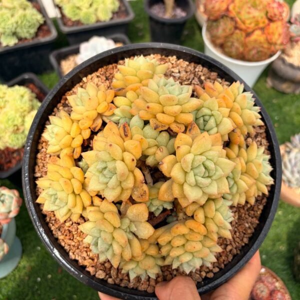305.Echeveria 'J.C. Van Keppel'