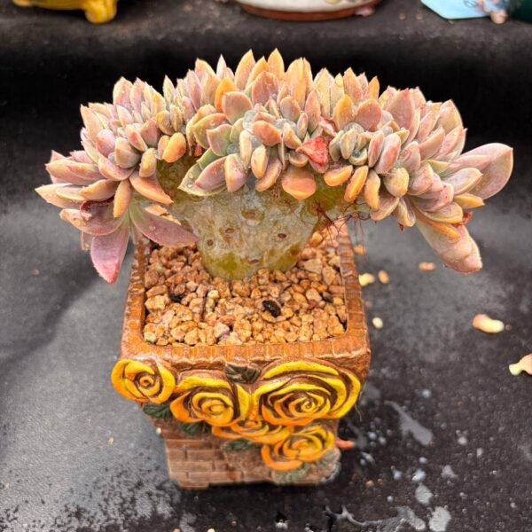 379.Echeveria 'Herthii' (Cristata)