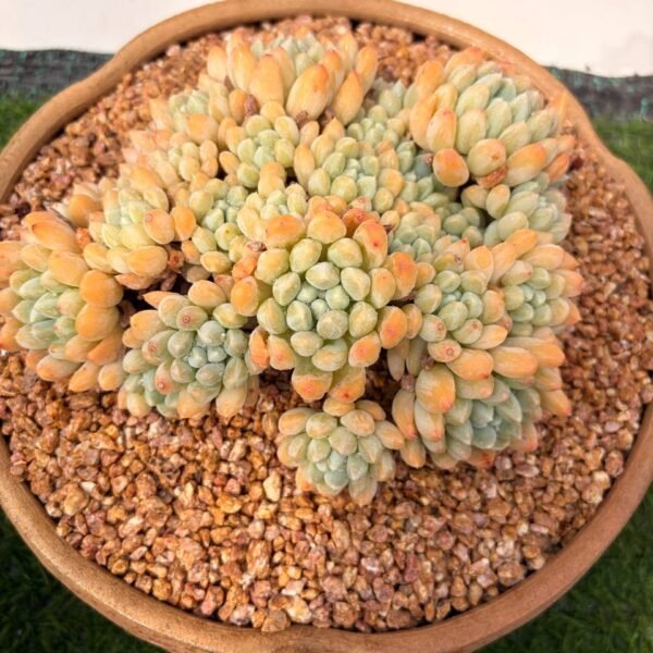 306.Echeveria 'Toffee'