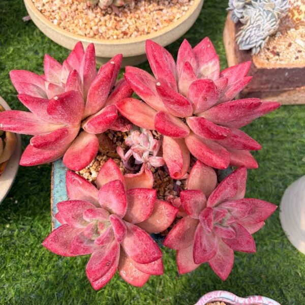 307.Echeveria 'Hephaestus'