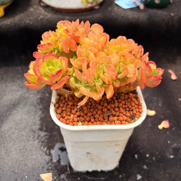 381.Echeveria Multicalulis 'Ginmei Tennyo'