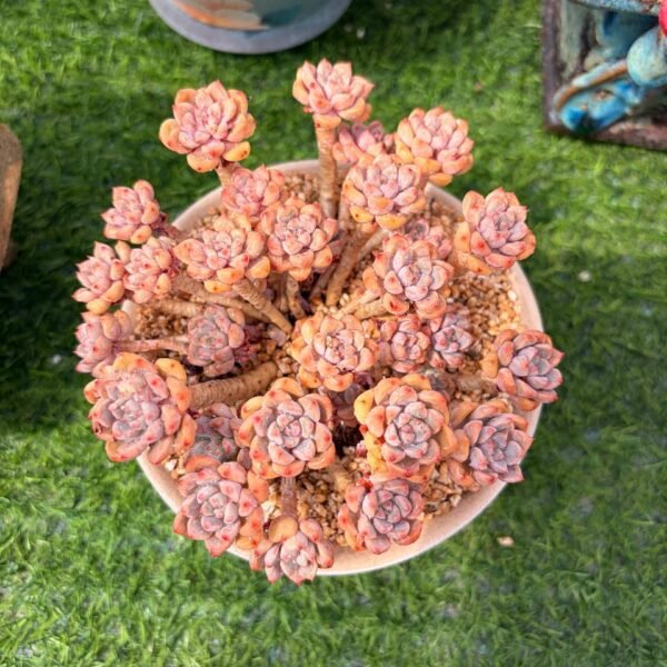 308.Echeveria 'Tinkerbell'