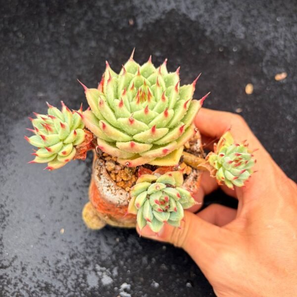 382.Echeveria 'Toscanelli'