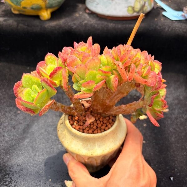 383.Echeveria Multicalulis 'Ginmei Tennyo'