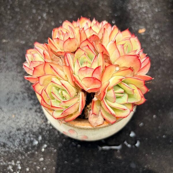 384.Echeveria 'Panamera'