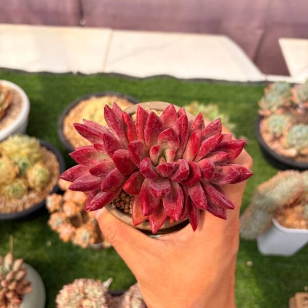 310.Echeveria: ‘He Feiyu’