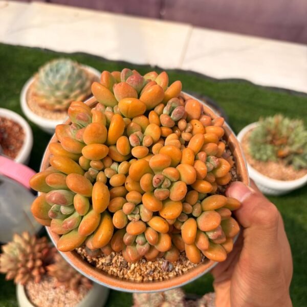 311.Echeveria: ‘Limo Naidou’
