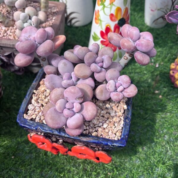 385.Graptopetalum amethystinum