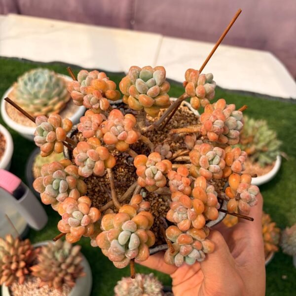 312.Echeveria: ‘Xylitol’