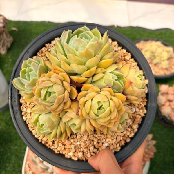 313.Echeveria 'Onslow'
