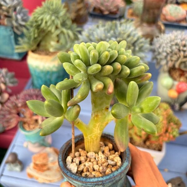 169.芒果奶缀
