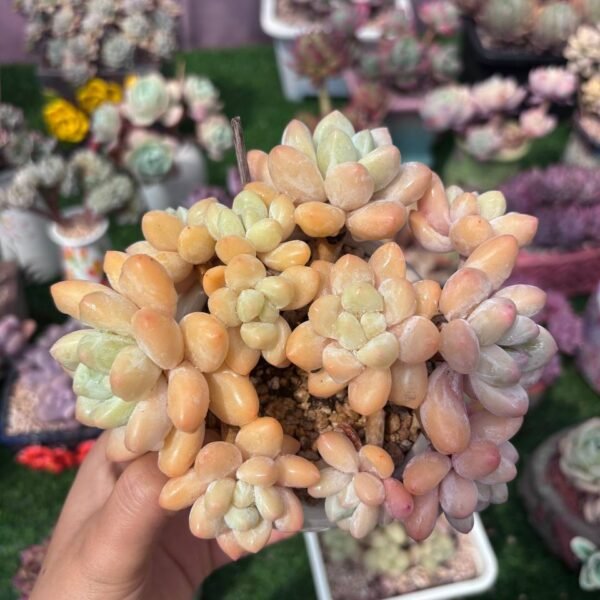 387.Pachyveria 'Elaine Reinelt'