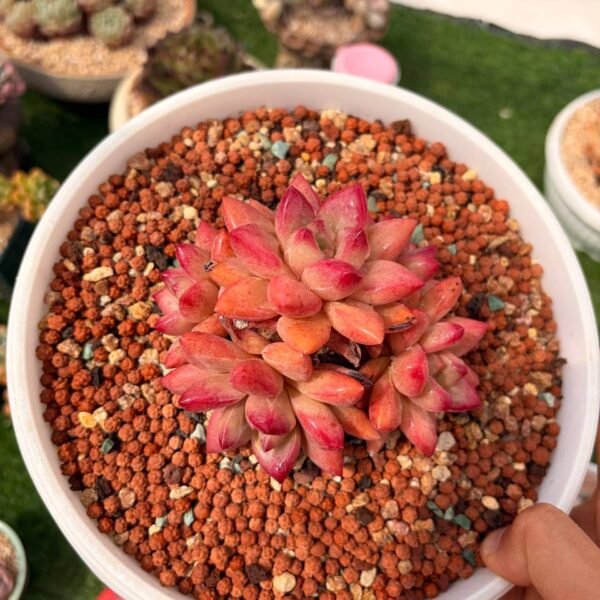 314.Echeveria 'Hephaestus'