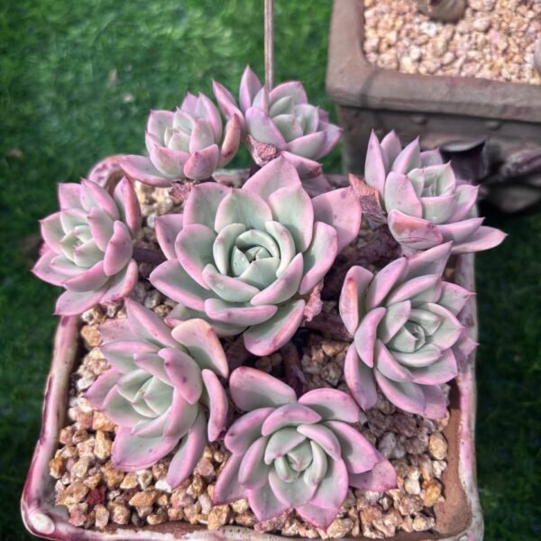 388.Echeveria 'Atlantis'