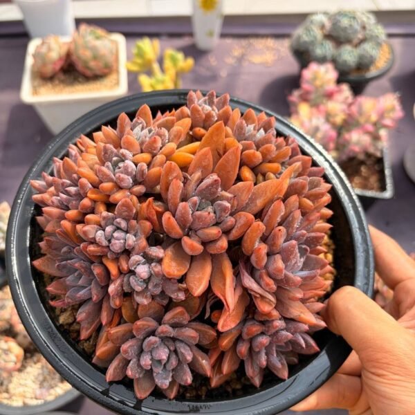 261.紫芸天