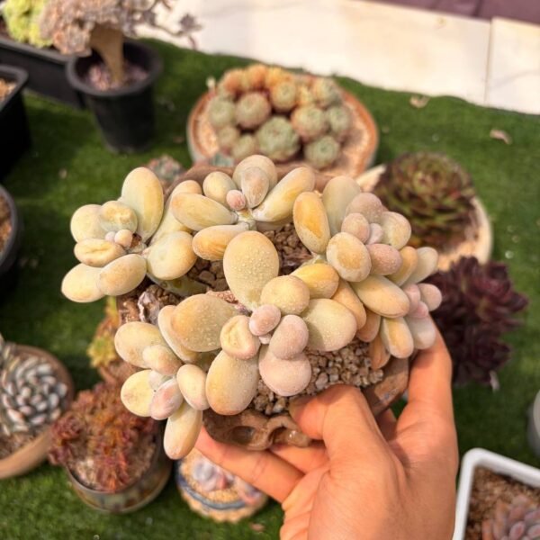 315.Pachyphytum cuicatecanum