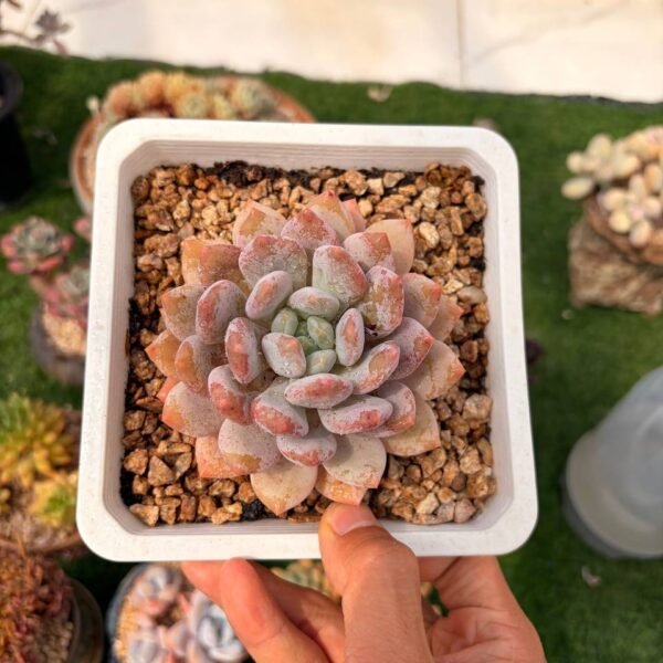 316.Echeveria: ‘Banxia’