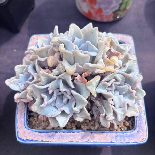 389.Echeveria 'Madiba'