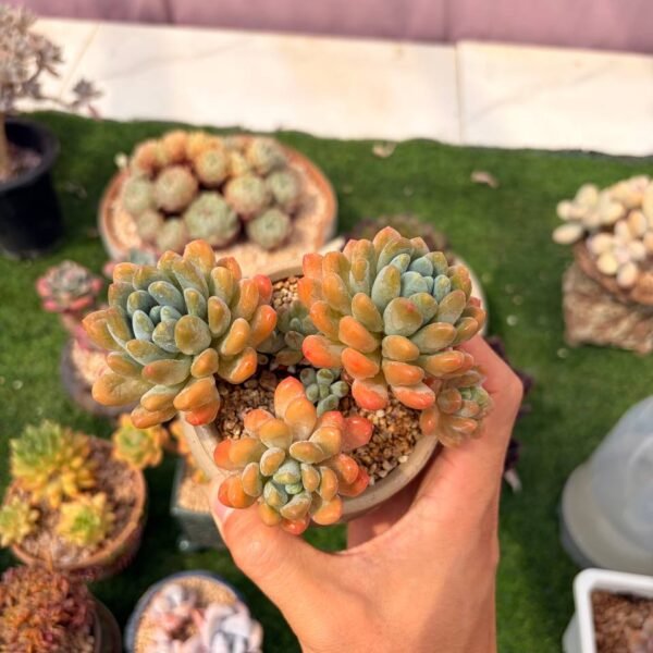 317.× Pachyveria 'Clavifolia'