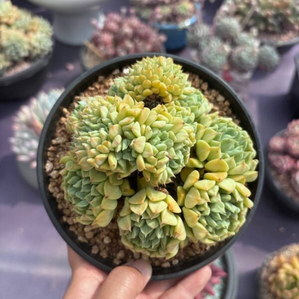 390.Echeveria 'Raspberry Ice'