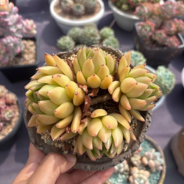 391.Echeveria Yellow Beauty