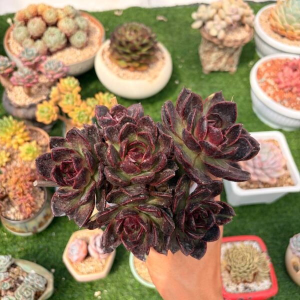 318.Echeveria 'Black Crystal'