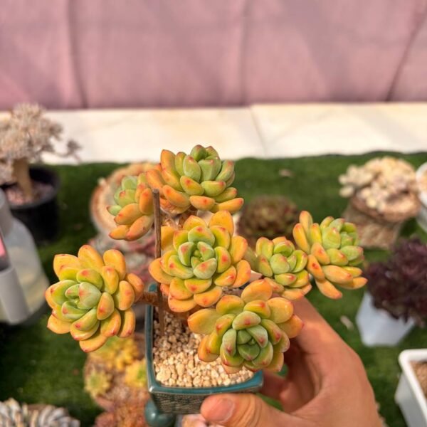 319.Echeveria: ‘Limo Naidou’