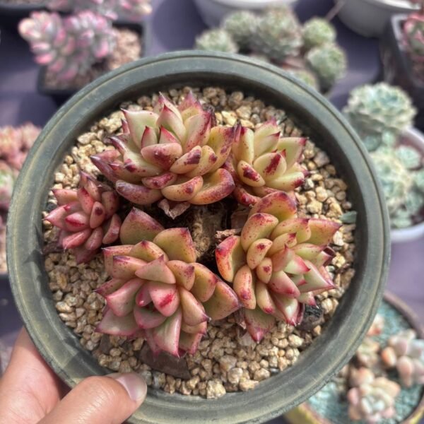 392.Echeveria agavoides