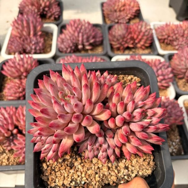 336.Echeveria ‘Yu Meiren’
