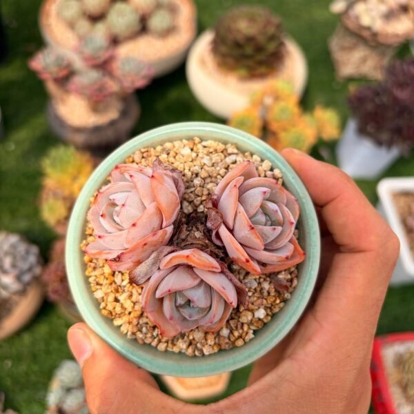 320.Echeveria 'Brink's Blue'