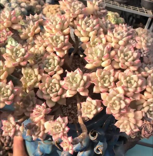 395.Echeveria 'Bright'
