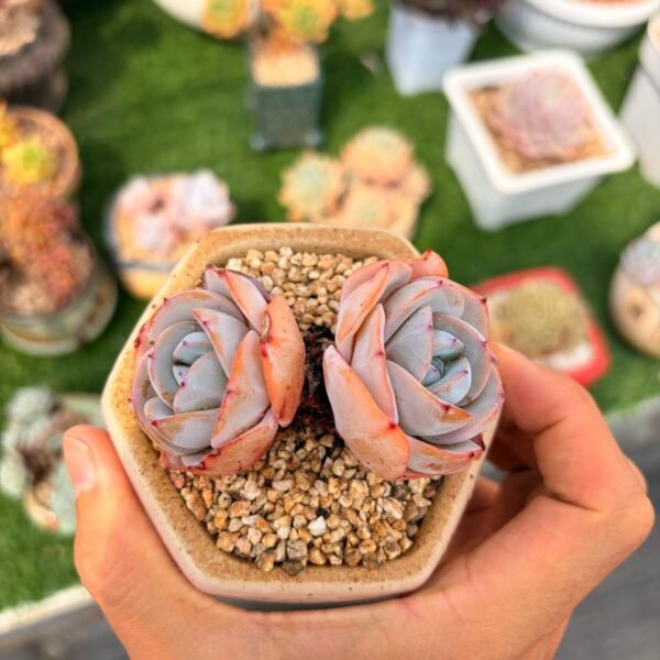 321.Echeveria 'Brink's Blue'