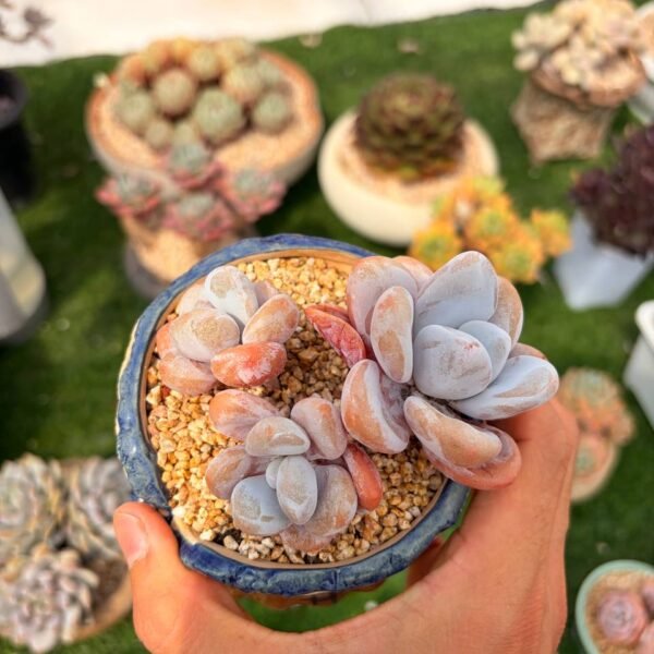 322.Echeveria: ‘Pink Rabbit’
