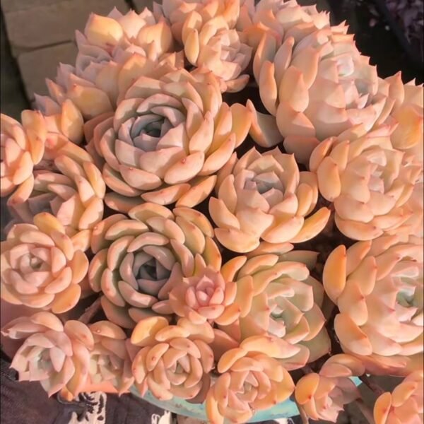 397.Echeveria 'Tiramisu'