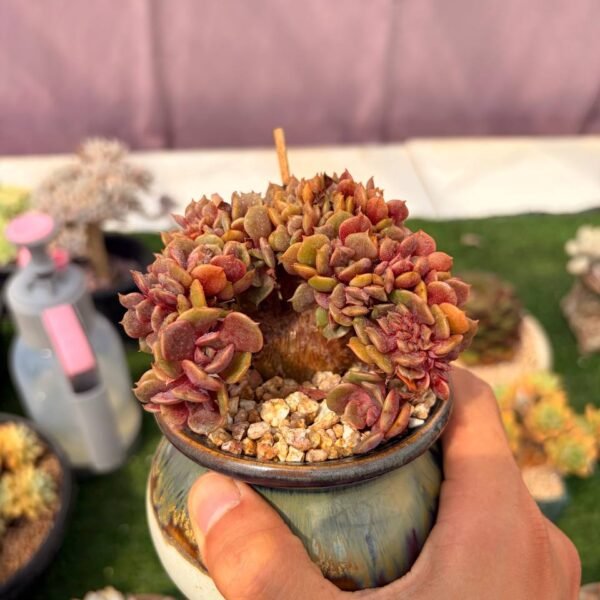 323.Echeveria 'Clovershrub'