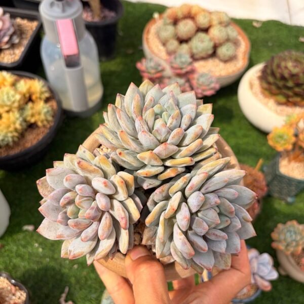 324.Echeveria: ‘Banxia’