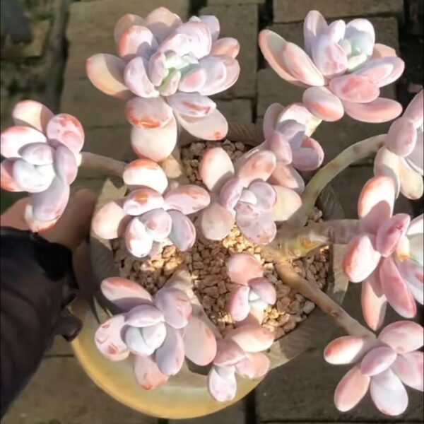 398.Pachyphytum cuicatecanum