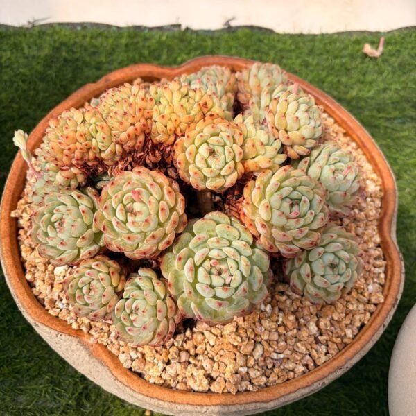 325.Echeveria 'Hani