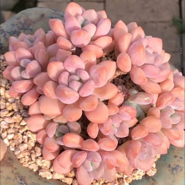 400.Echeveria 'Xylitol