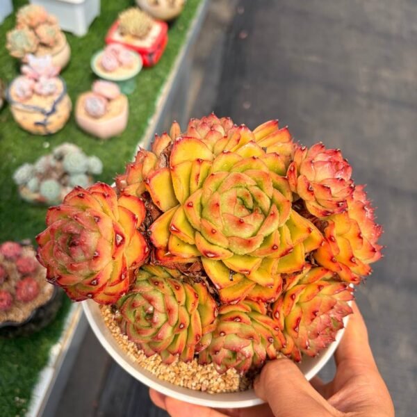 326.Echeveria 'Firefly'