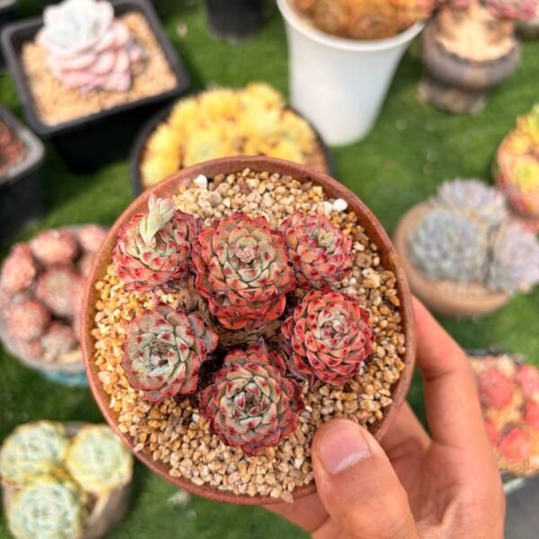 327.*Echeveria minima*