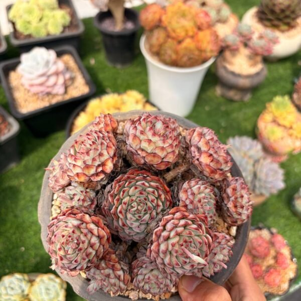 328.*Echeveria minima*