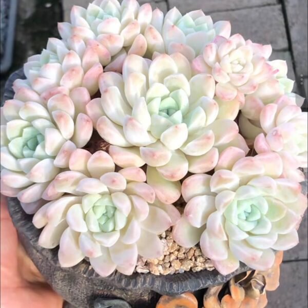 401.Echeveria 'Cream Beauty'