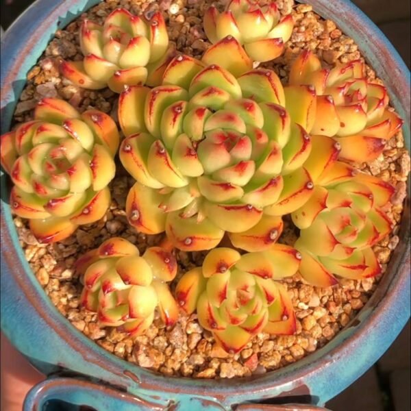 403.Echeveria agavoides
