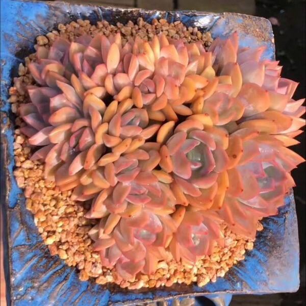 404.Echeveria 'Tiramisu' f. cristata