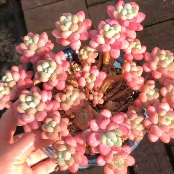 405.Echeveria 'Rococo'