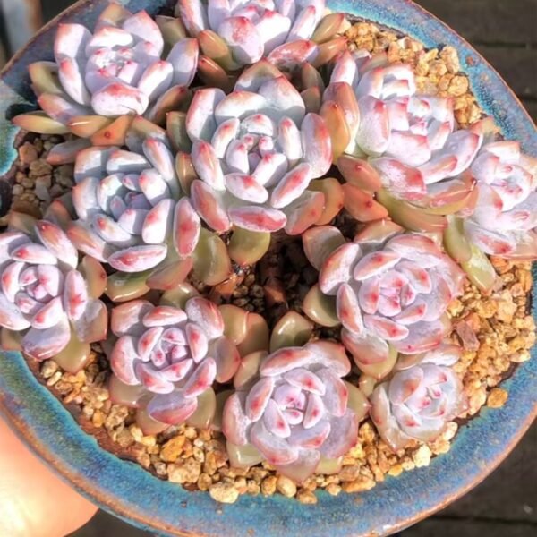 406.Echeveria 'Star Orange