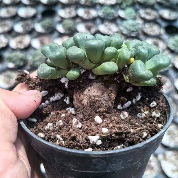 003.Aloinopsis schooneesii