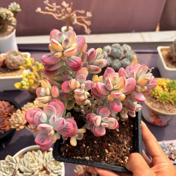 263.Cotyledon orbiculata ‘Oophylla Variegata’