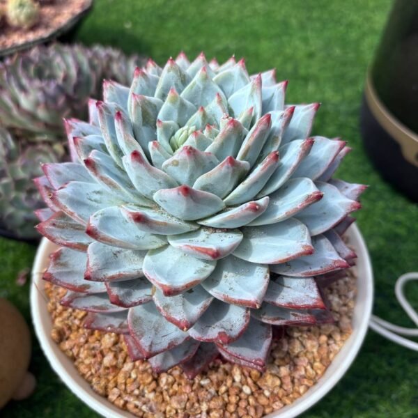 338.Echeveria colorata f. Tapalpa